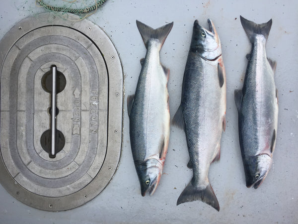 5 lbs Wild Alaskan Sockeye Salmon Portions – Wild North Salmon Source